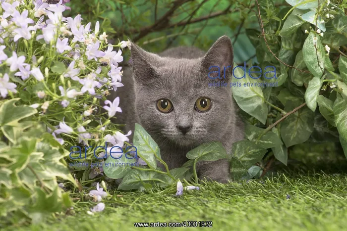  : Chartreux kitten outside in the garden