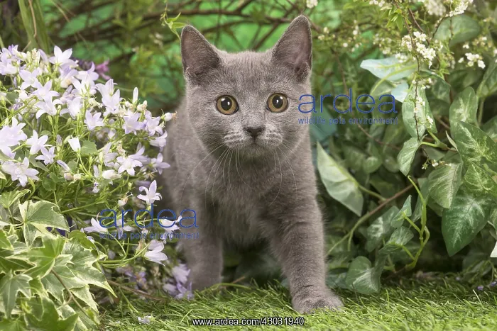  : Chartreux kitten outside in the garden
