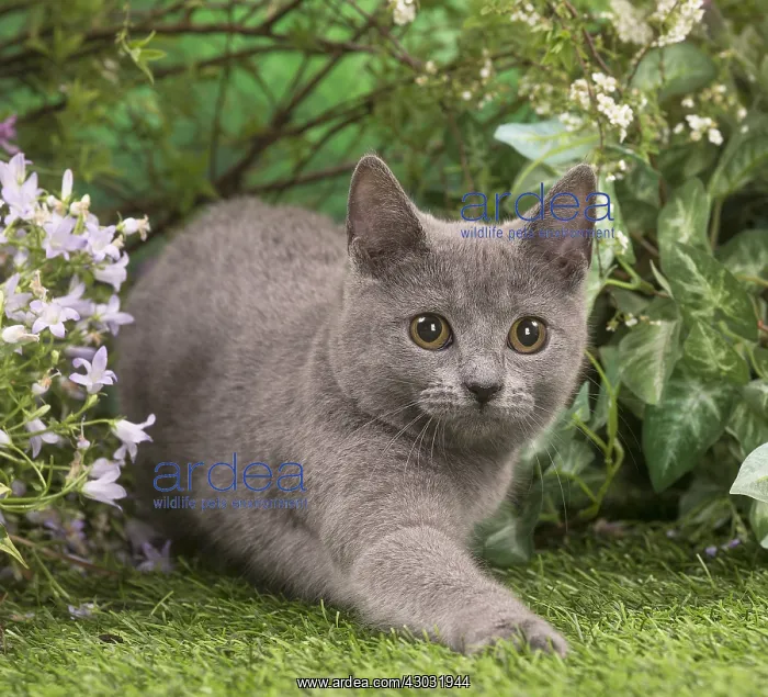  : Chartreux kitten outside in the garden