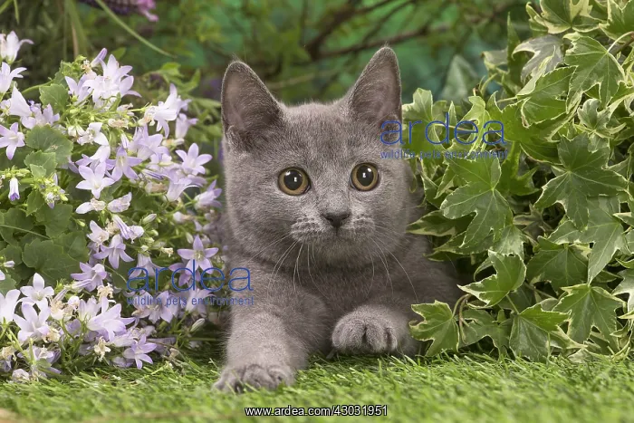  : Chartreux kitten outside in the garden