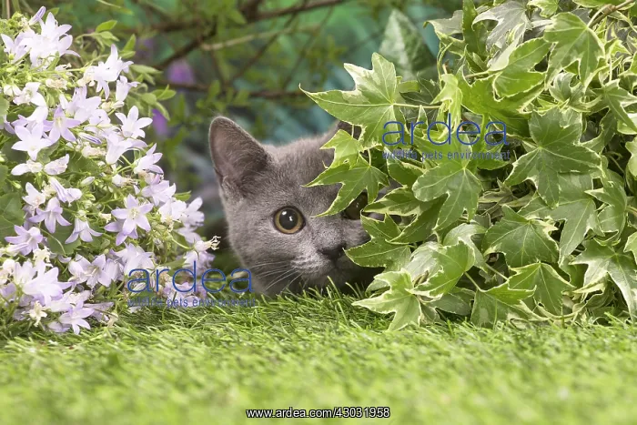  : Chartreux kitten outside in the garden