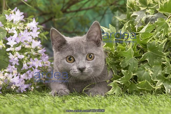  : Chartreux kitten outside in the garden