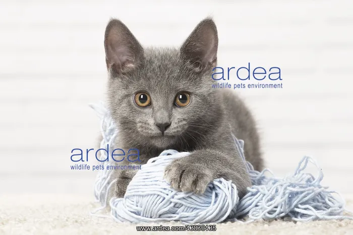  : Chartreux kitten playing with wool