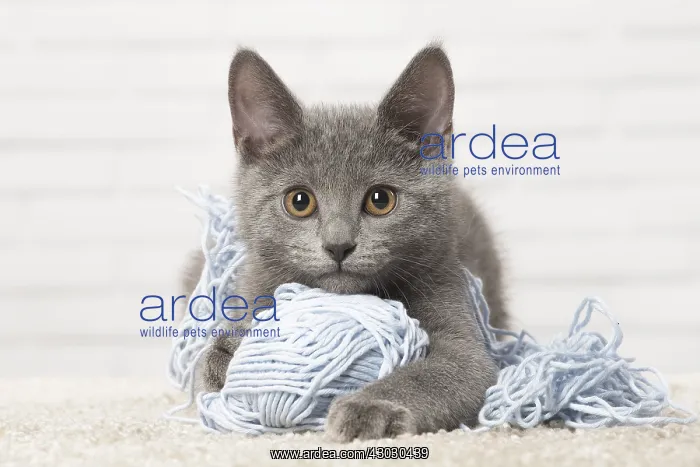  : Chartreux kitten playing with wool