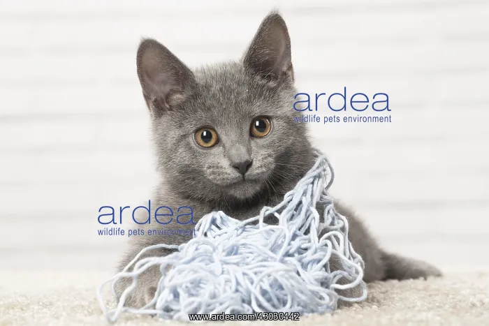  : Chartreux kitten playing with wool