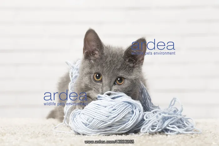  : Chartreux kitten playing with wool