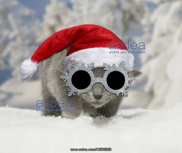 : Chartreux kitten wearing Christmas in winter snow : Chartreux kitten wearing Christmas in winter snow