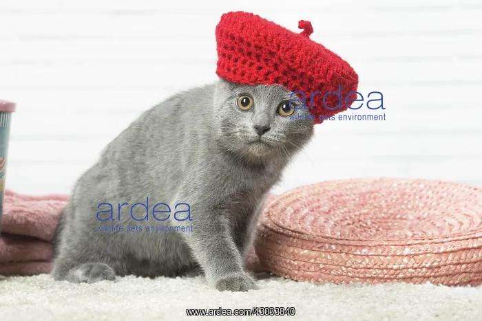  : Chartreux kitten wearing a hat indoors