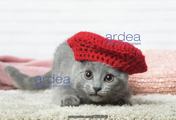  : Chartreux kitten wearing a hat indoors