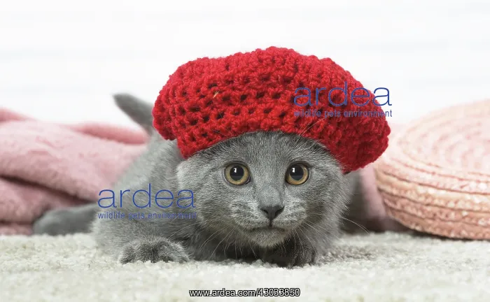  : Chartreux kitten wearing a hat indoors