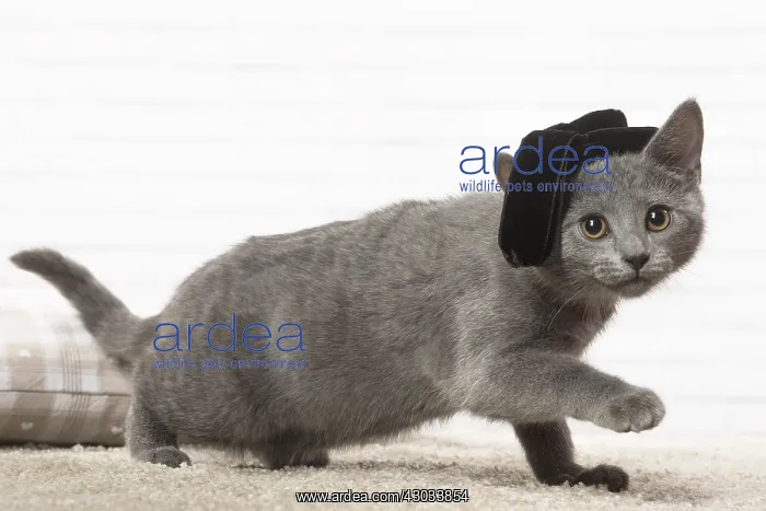  : Chartreux kitten wearing a hat indoors