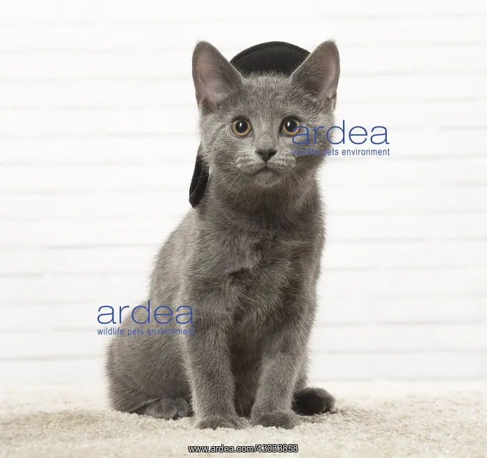  : Chartreux kitten wearing a hat indoors