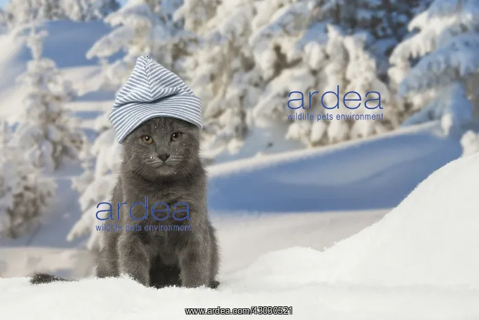  : Chartreux kitten in winter snow