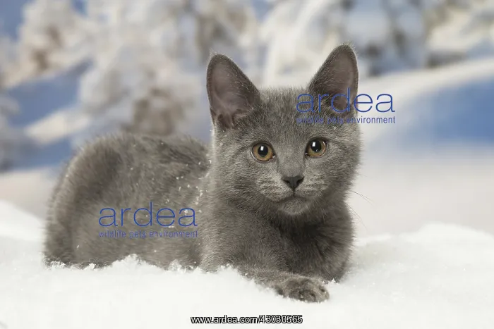 : Chartreux kitten in winter snow