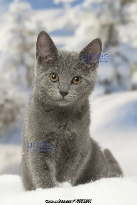  : Chartreux kitten in winter snow