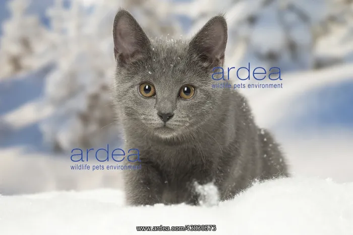  : Chartreux kitten in winter snow