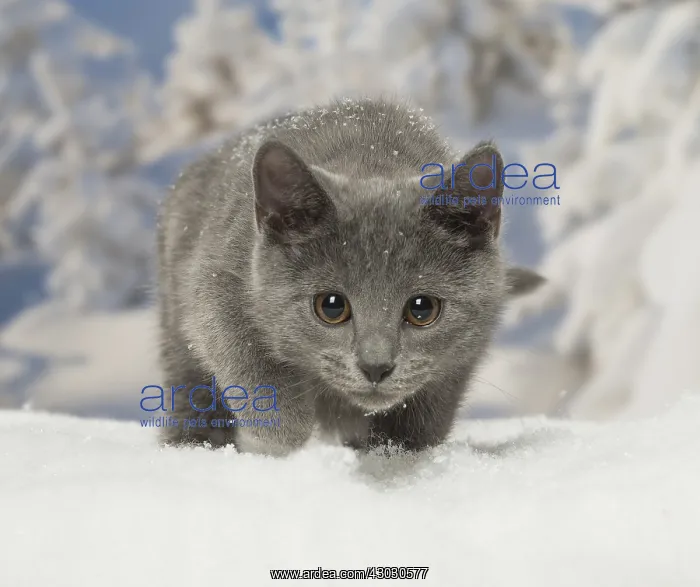  : Chartreux kitten in winter snow