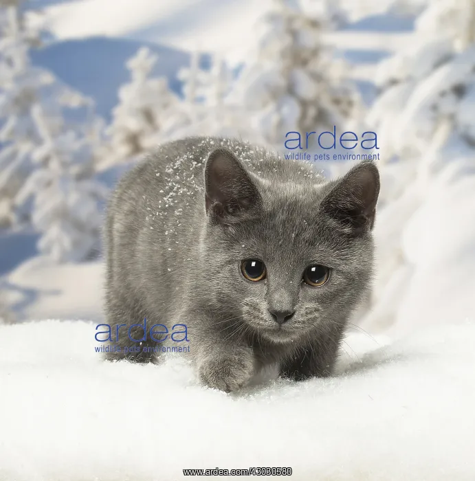  : Chartreux kitten in winter snow