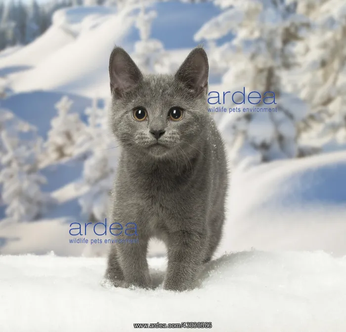  : Chartreux kitten in winter snow