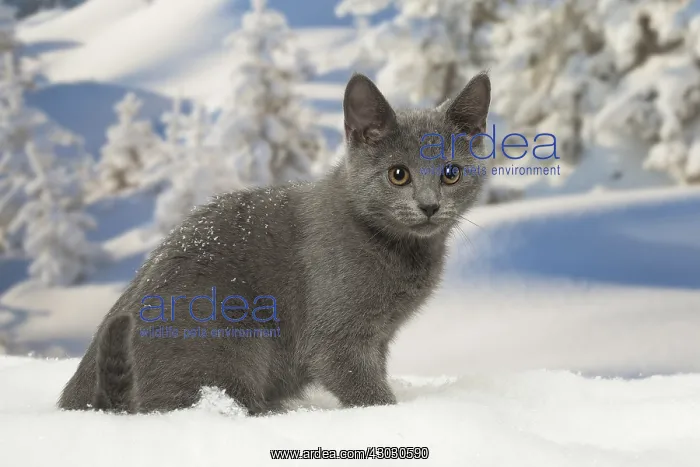  : Chartreux kitten in winter snow