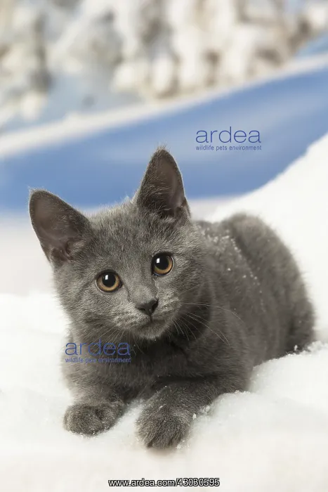 : Chartreux kitten in winter snow
