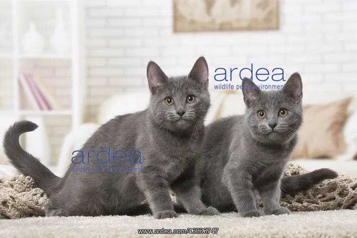  : Two Chartreux kittens indoors