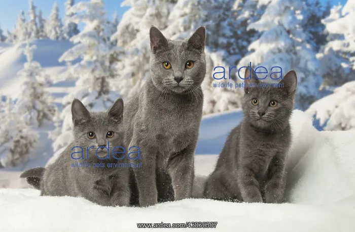  : Three Chartreux kittens in winter snow