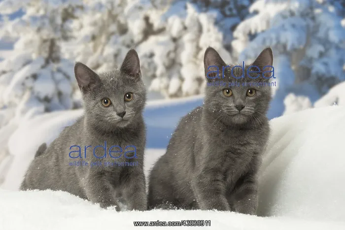  : Two Chartreux kittens in winter snow