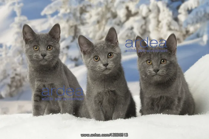  : Three Chartreux kittens in winter snow