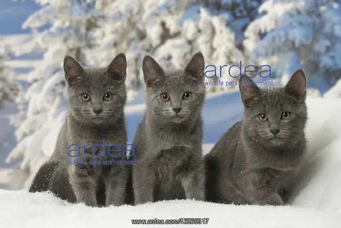  : Three Chartreux kittens in winter snow