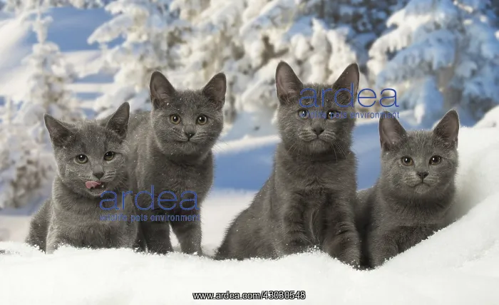  : Four Chartreux kittens in winter snow