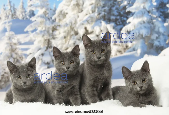  : Four Chartreux kittens in winter snow