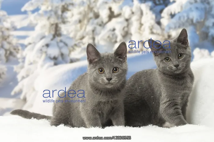  : Two Chartreux kittens in winter snow