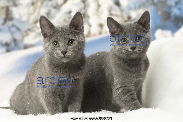  : Two Chartreux kittens in winter snow