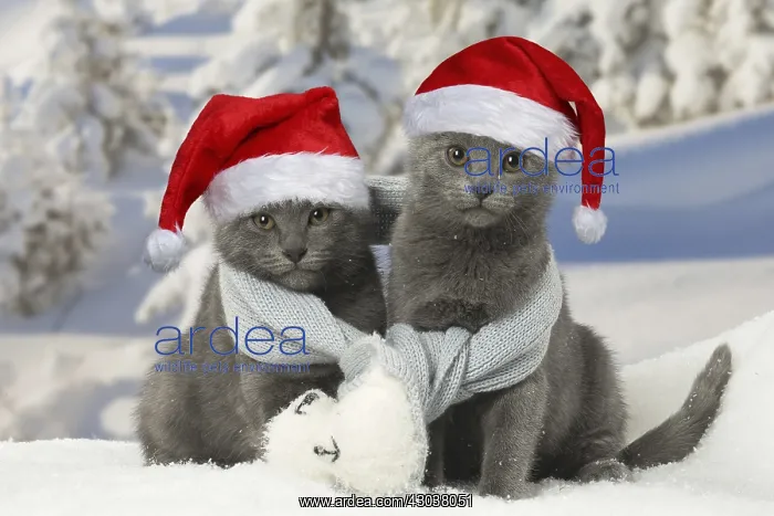 : Two Chartreux kittens in winter snow wearing : Two Chartreux kittens in winter snow wearing