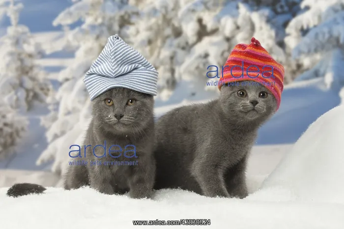 : Two Chartreux kittens in winter snow wearing hats : Two Chartreux kittens in winter snow wearing hats