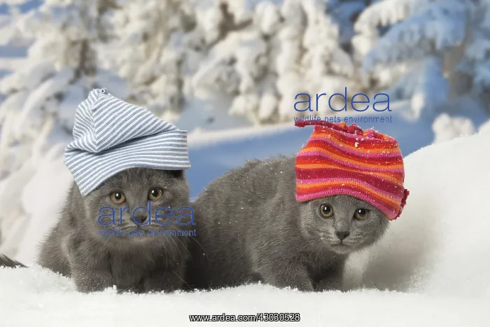 : Two Chartreux kittens in winter snow wearing hats : Two Chartreux kittens in winter snow wearing hats