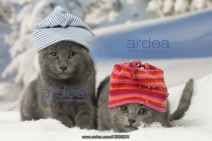 : Two Chartreux kittens in winter snow wearing hats : Two Chartreux kittens in winter snow wearing hats
