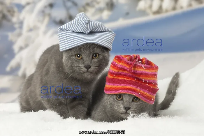 : Two Chartreux kittens in winter snow wearing hats : Two Chartreux kittens in winter snow wearing hats
