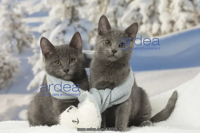  : Two Chartreux kittens in winter snow wearing a scarf