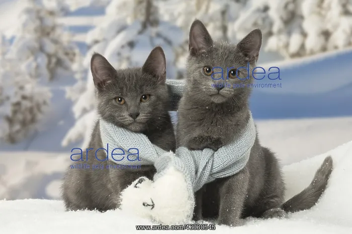  : Two Chartreux kittens in winter snow wearing a scarf