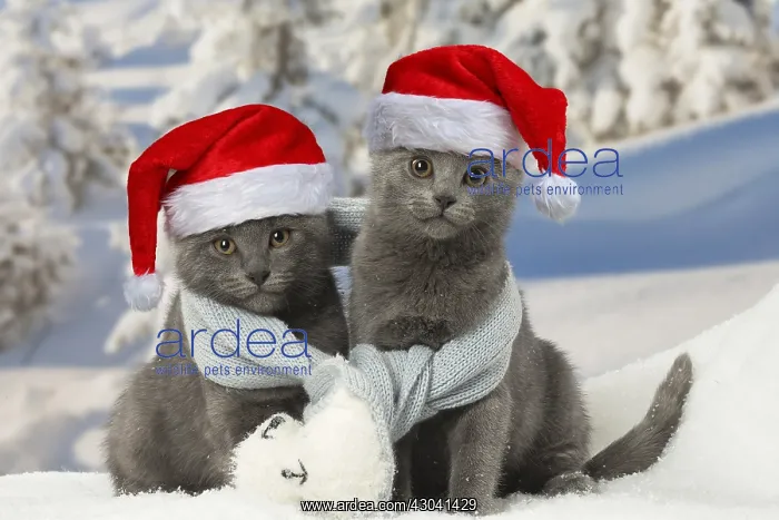 : Two Chartreux kittens in winter snow wearing a scarf : Two Chartreux kittens in winter snow wearing a scarf