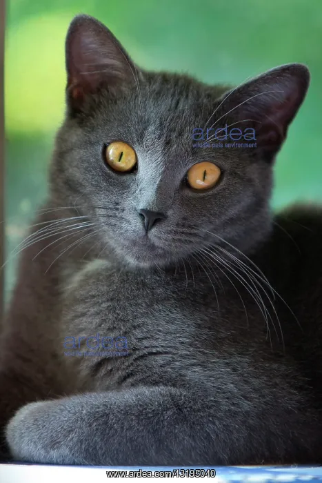 : Chartreux type gray adult cat resting near a window : Chartreux type gray adult cat resting near a window