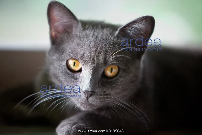 : Chartreux type gray adult cat resting near a window : Chartreux type gray adult cat resting near a window