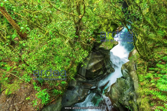 : The Chasm, Fiordland National Park, South Island : The Chasm, Fiordland National Park, South Island