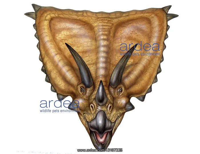 : Chasmosaurus : Chasmosaurus
