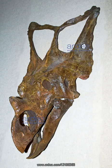 : Chasmosaurus Dinosaur Skull : Chasmosaurus Dinosaur Skull