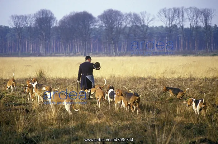 : Chasse a courrre au chevreuil : Chasse a courrre au chevreuil