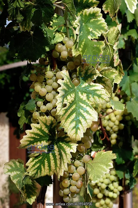 : Chasselat Grape - with chlorosis disease : Chasselat Grape - with chlorosis disease