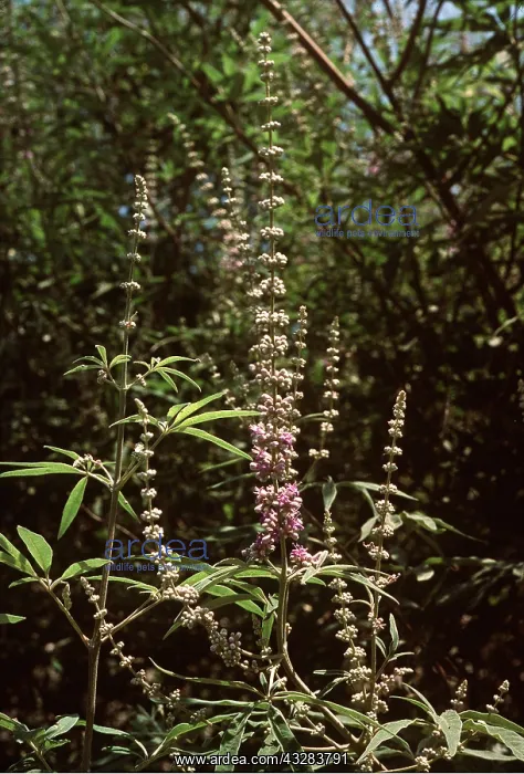 : CHASTE TREE - in flower : CHASTE TREE - in flower